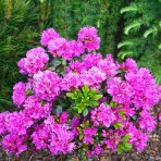 Azalka japonská (Azalea japonica) ´GEISHA PURPLE´ - výška 10-30 cm, kont.C2L